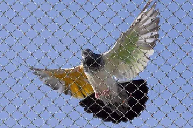 pigeon nets suppliers in Chennai